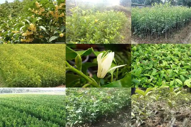 广东桂花树批发市场地址在哪里1682728946836