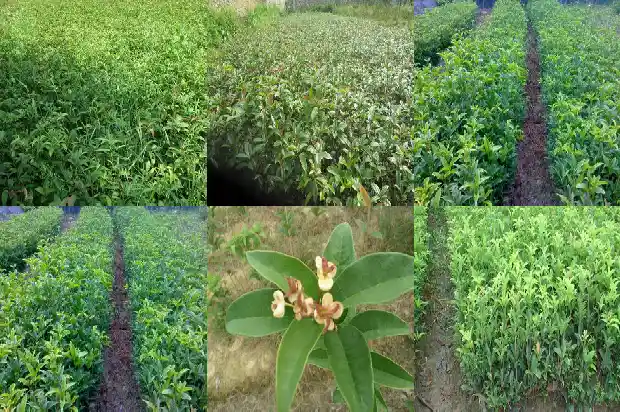 桂花买卖市场1682729155426