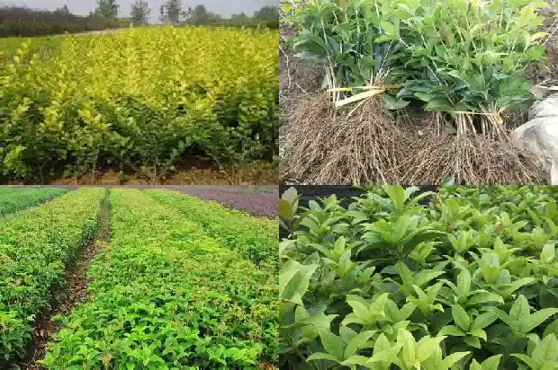 广州哪里有桂花树卖呀1682729243182