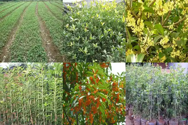 广州哪里有桂花树卖呀1682729243229