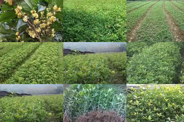 桂花树苗出售批发电话1682729416306