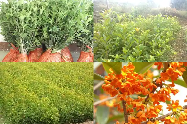 桂花树苗出售批发电话1682729416354