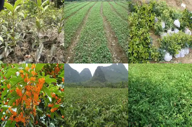 福建桂花树苗最新价格1682729488149