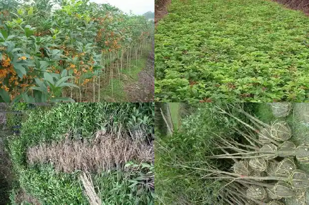 桂花树苗出售广告词怎么写好1682729558441