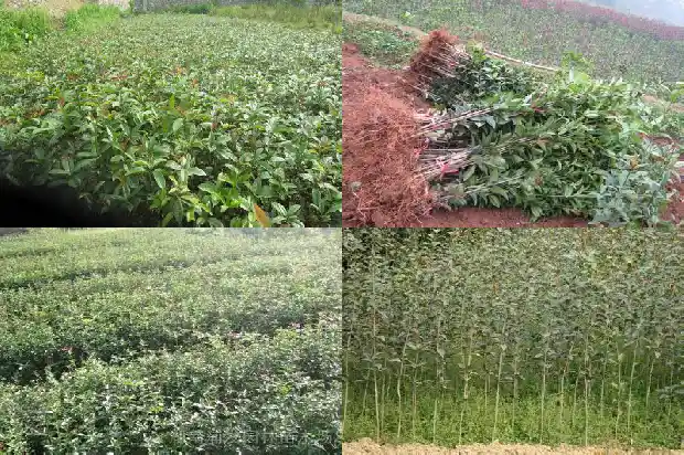 桂花树苗出售广告词怎么写好1682729558489