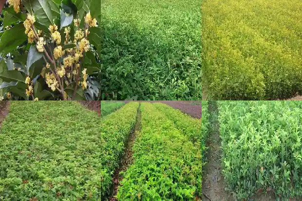 八月桂花怎样扦插1688430659445