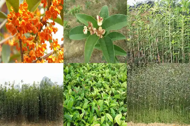 桂花树苗出售什么时候种植最好1682729632895