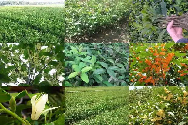 桂花树苗出售信息最新1682729752588