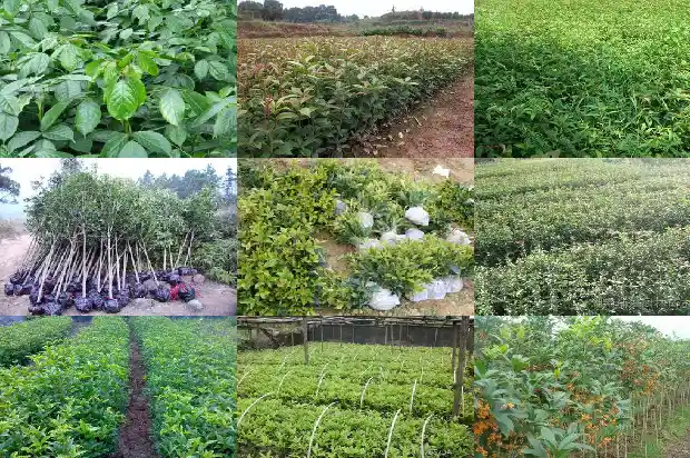 桂花树苗出售信息最新1682729752636