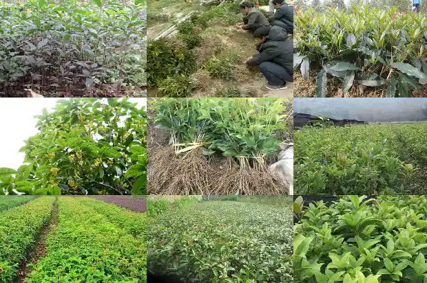 哪里有卖桂花树树苗的市场1690505023760