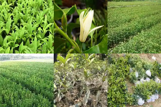 北京地区可以室外种植桂花吗冬天开花吗1682730029290