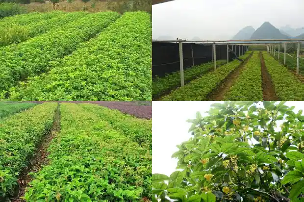 北京地区可以室外种植桂花吗冬天开花吗1682730029337