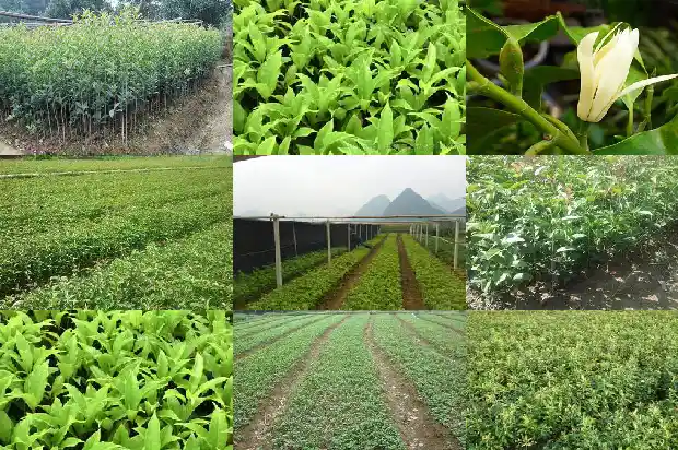 北京地区可以室外种植桂花吗冬天开花吗1682730029385