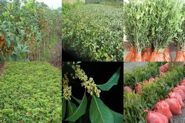 北京地区可以室外种植桂花吗冬天开花吗1682730029433