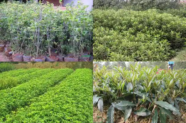 盆栽桂花在北方室外能过冬吗1682730092677