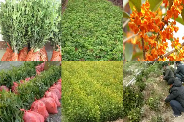 盆栽桂花在北方室外能过冬吗1682730092724