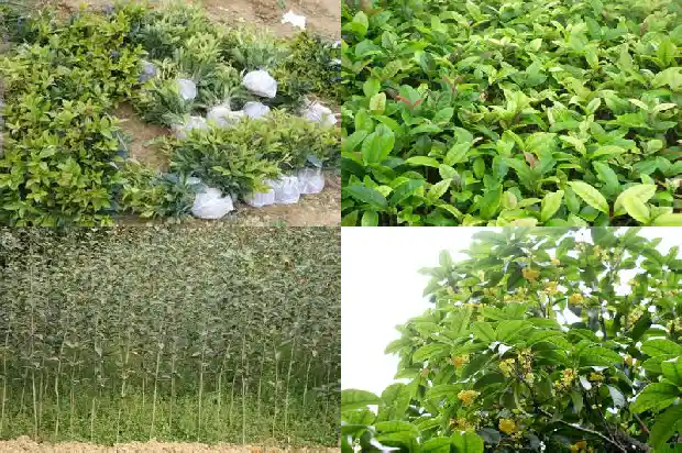 盆栽桂花在北方室外能过冬吗1682730092770