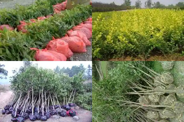北京室外可以种桂花吗?1682730154854