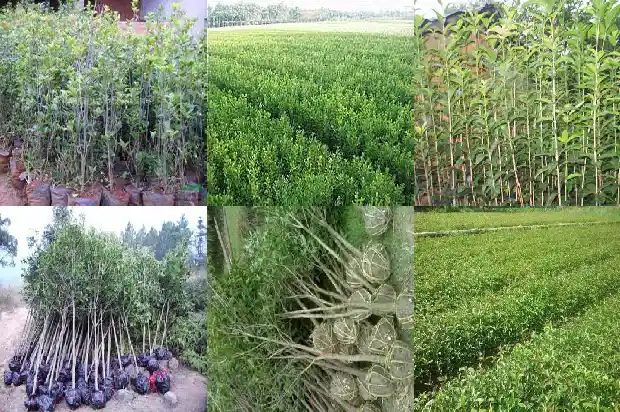 北京能栽种桂花吗冬天1682730211571