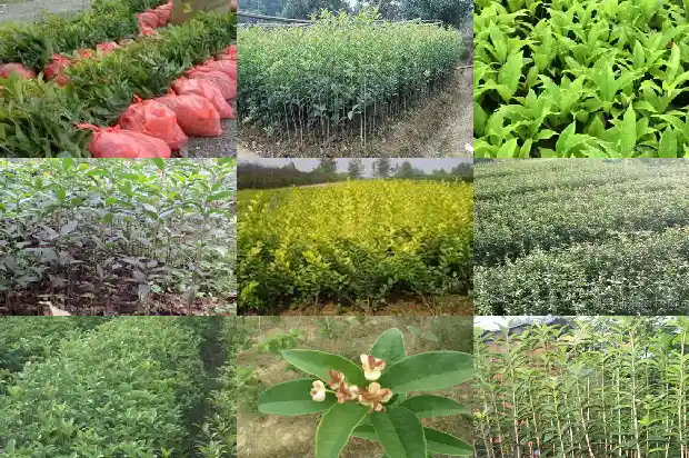 北京能种植桂花树吗1682730349440
