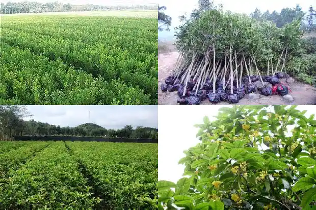 北京能种植桂花树吗1682730349486