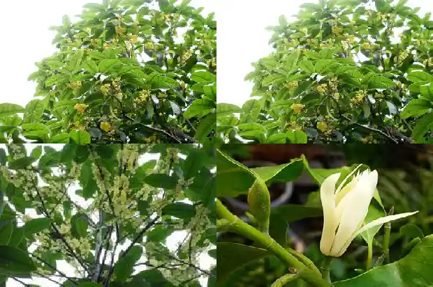 北京能种植桂花树吗1682730349533