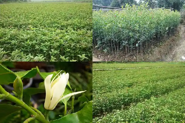 北京适合养桂花吗1682730516936