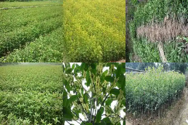 北方怎样在室外种植桂花树1682730567081