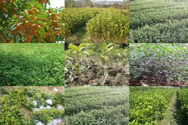 花瓶桂花树价格1690158995496