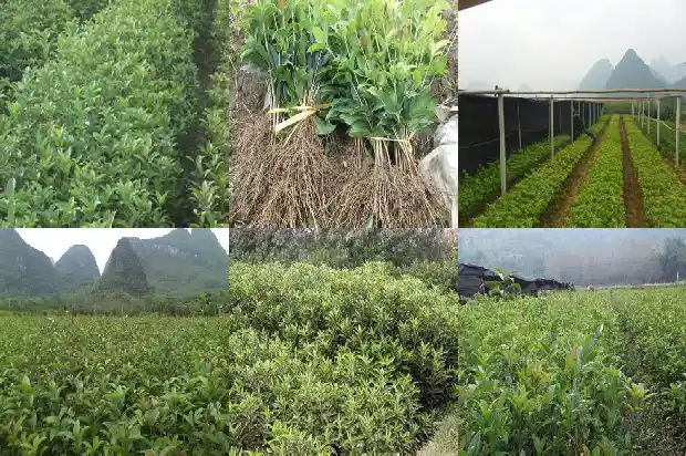 北方怎样在室外种植桂花树1682730567177