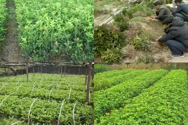 盆栽桂花北方养殖方法1682730620380