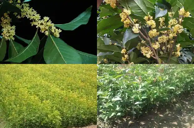 盆栽桂花北方养殖方法1682730620428