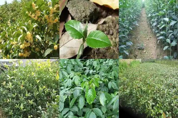 盆栽桂花北方养殖方法1682730620475