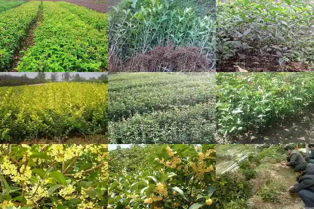 盆栽桂花北方养殖方法1682730620523