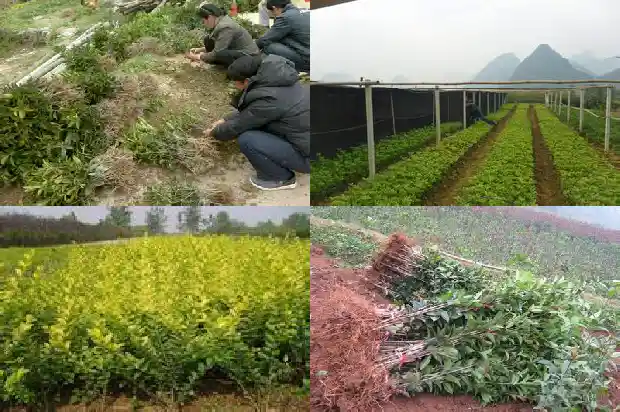 桂花树为什么这么贵1689837964196