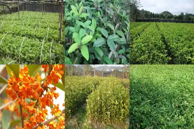 北京能不能种桂花树苗1682730678152