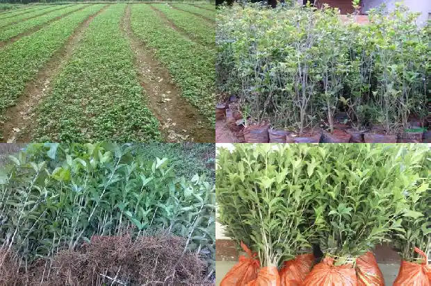 北京能不能种桂花树苗1682730678200