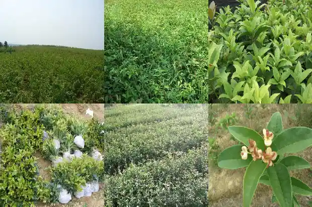 桂花树在北京可以栽种吗?1682730726976