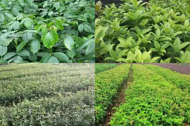 桂花树在北京可以栽种吗?1682730727072