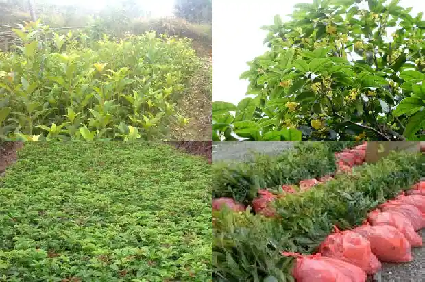 北京地区能种桂花树吗1682730779980
