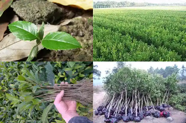 桂花种子能发芽吗1688608003910