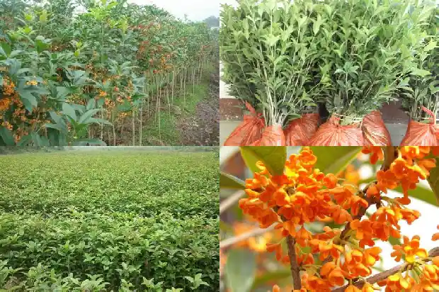 桂花在北方室内能过冬吗1682730835975