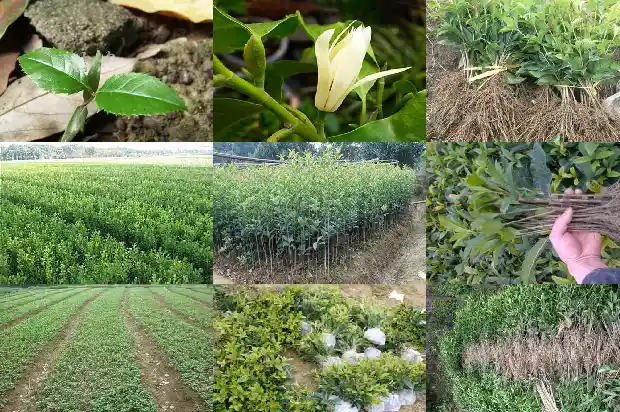 北方什么时候种植桂花合适1682730883829