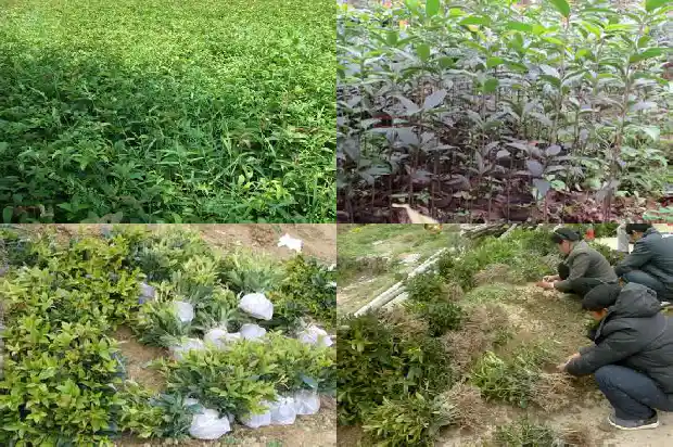 桂花树修剪工具1682730933999