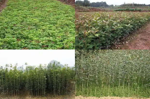 高杆电动修剪桂花机1682730984542
