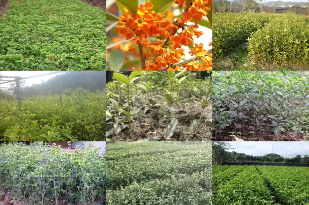 金华桂花树价格1682731032579