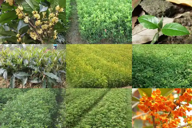 桂花树干锯掉还能长吗1682731082541
