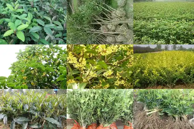 桂花树干锯掉还能长吗1682731082589