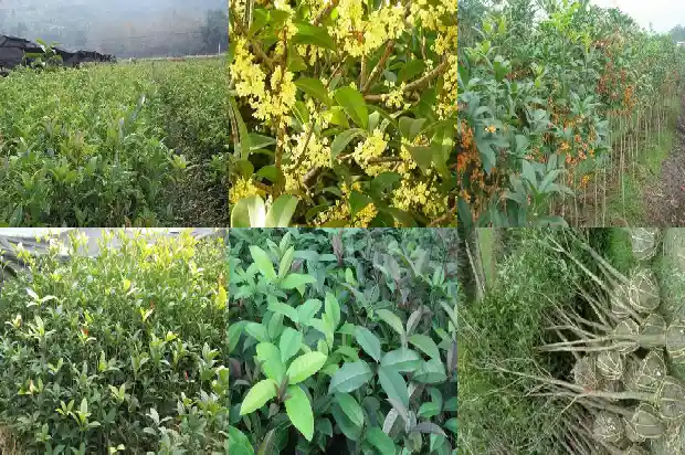 桂花树截干后怎么处理1682731174406