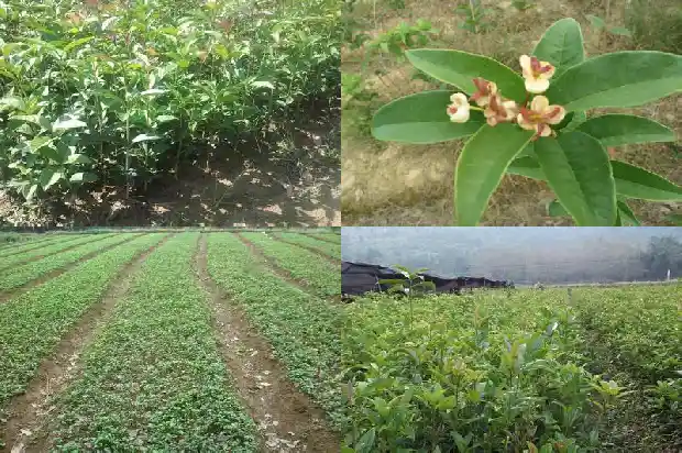桂花树截干后怎么处理1682731174454